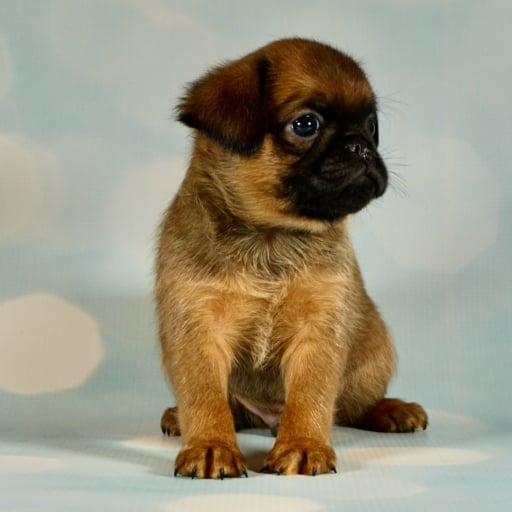 AKC Red Boy
